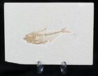 Small Diplomystus Fossil Fish - Wyoming #22112-1